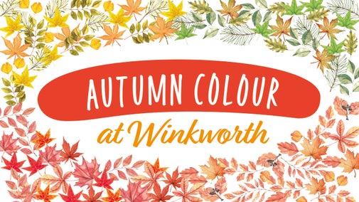A graphic banner with the words 'Autumn colour at Winkworth Arboretum' surrounding but various leaves in a variety of autumnal colours.